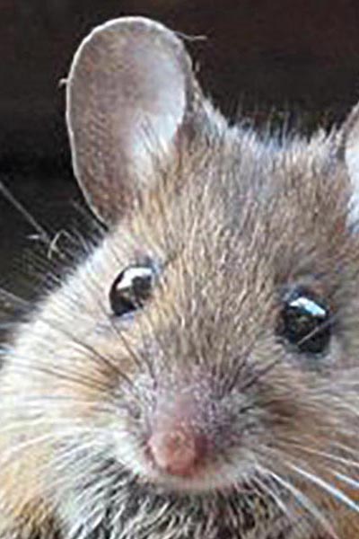 Mouse personality
