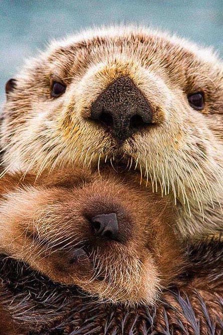 Otter personality
