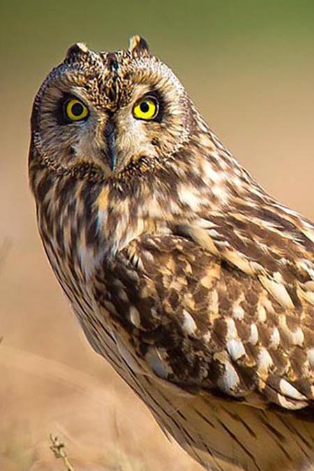 Owl personality