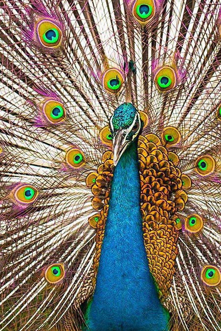 Peacock personality