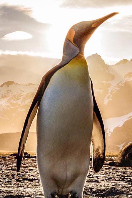 Penguin personality
