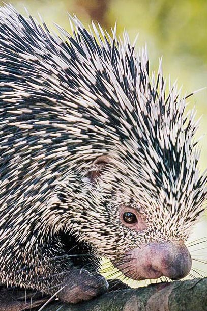 Porcupine personality
