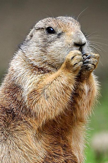 Prairie Dog personality