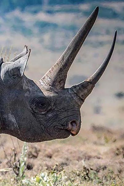 Rhino personality