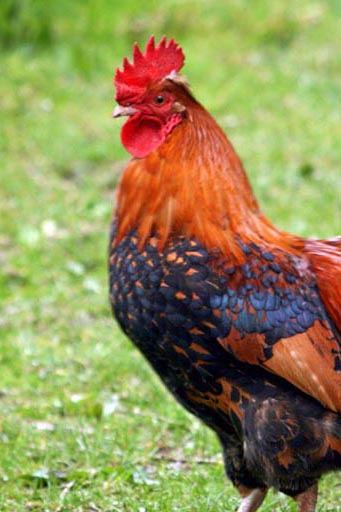 Rooster personality