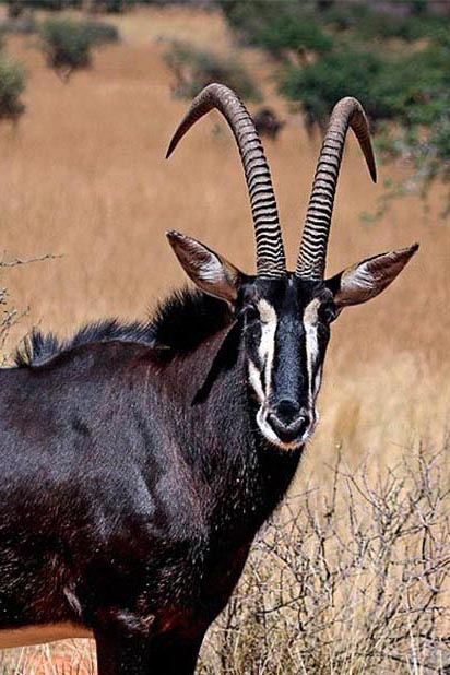 Sable personality