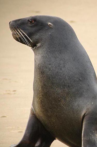 Sea Lion personality