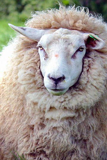 Sheep personality