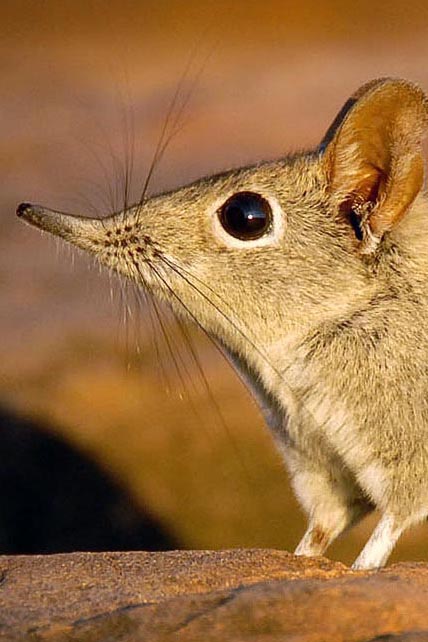 Shrew personality