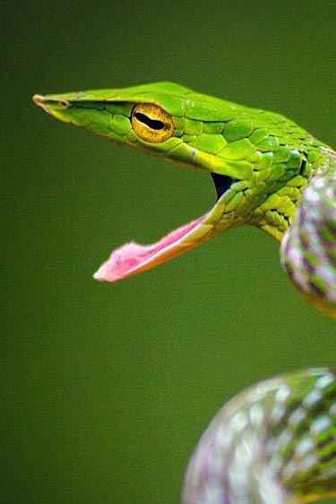 Snake personality