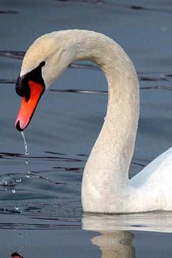 Swan personality