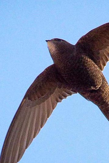 Swift personality