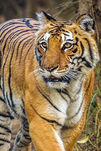 Tiger personality