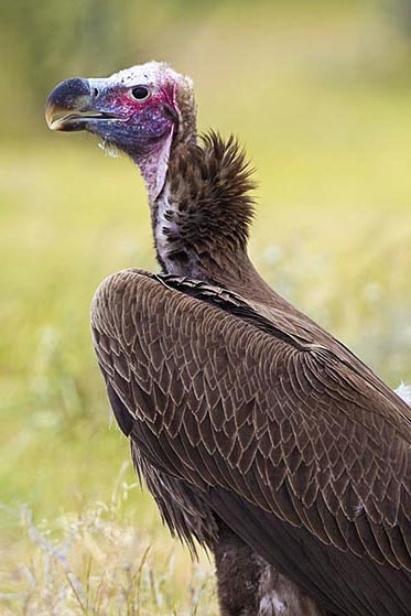 Vulture personality