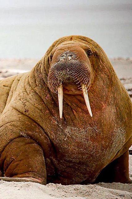Walrus personality