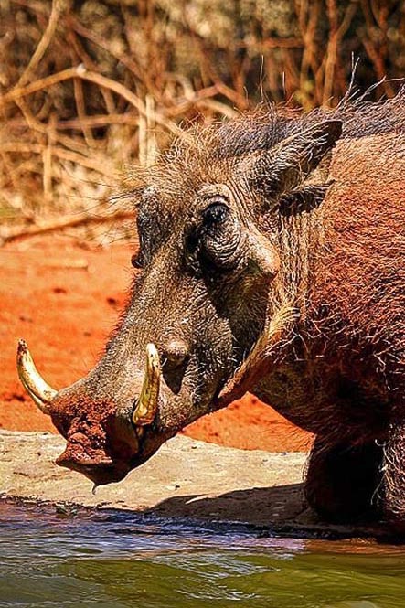 Warthog personality