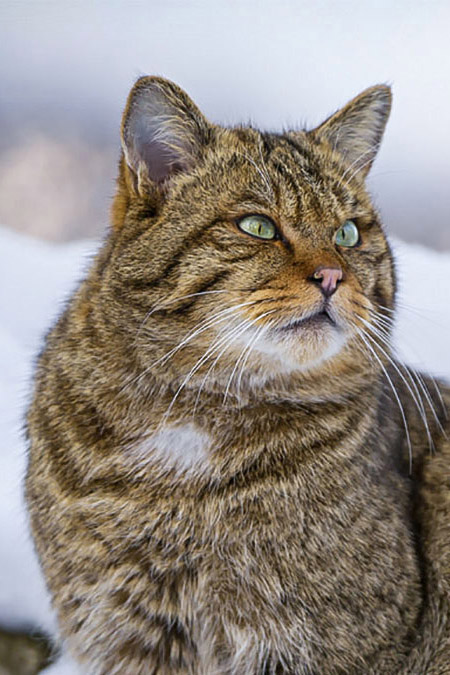 Wild Cat personality