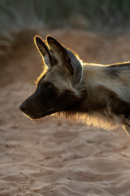 Wild Dog personality