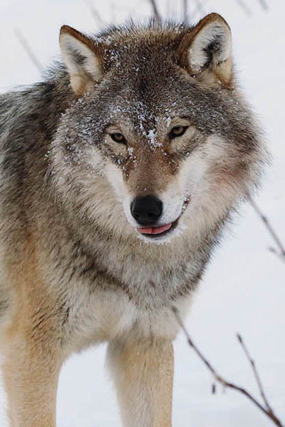 Wolf personality