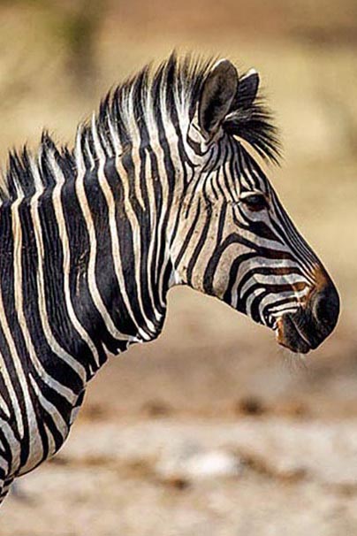 Zebra personality